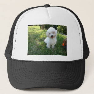 a cute westie - west highland terrier - at a local trucker hat