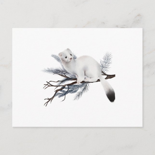 A cute winter weasel perched on a branch postcard (Front)