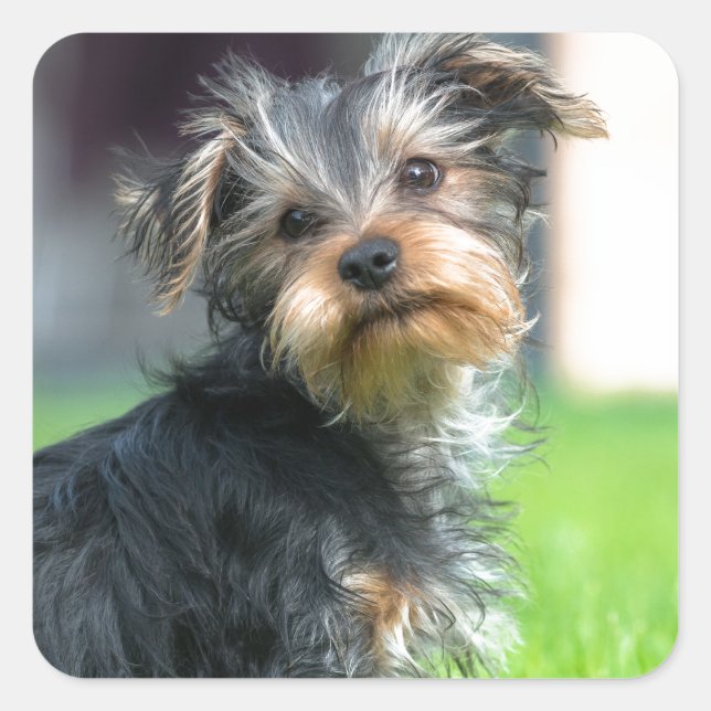 A cute Yorkshire terrier puppy playing in garden Square Sticker (Front)
