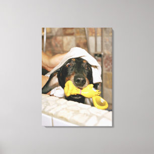 A dachshund being bathed. canvas print