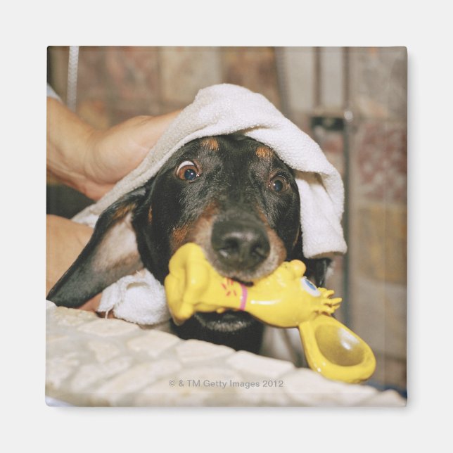 A dachshund being bathed. magnet (Front)