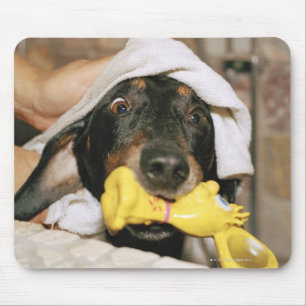 A dachshund being bathed. mouse mat
