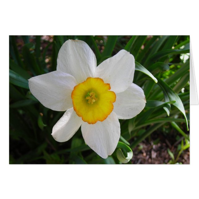 A daffodil beauty (Front Horizontal)