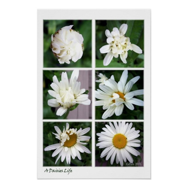 A Daisies Life Poster (Front)