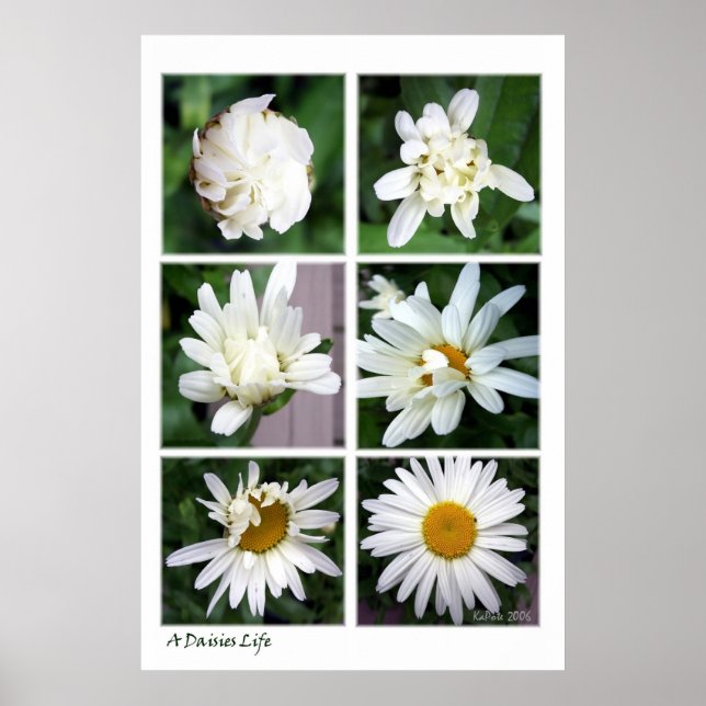 A Daisies Life Poster (Front)