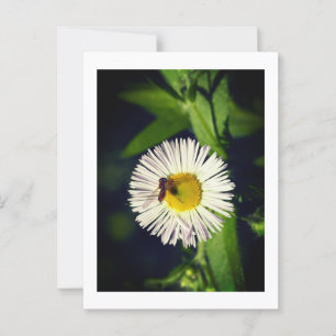 A daisy fleabane flower and a bee Postcard