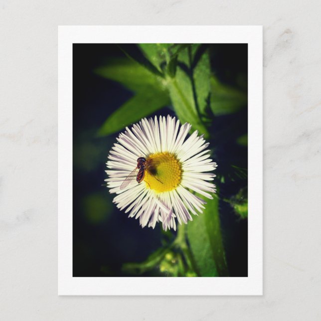  A daisy fleabane flower and a bee Postcard (Front)