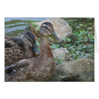 A Day at the Pond Series
