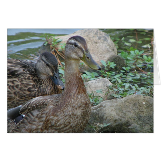 A Day at the Pond Series (Front Horizontal)
