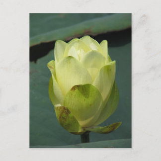 A Day at the Pond Series Postcard