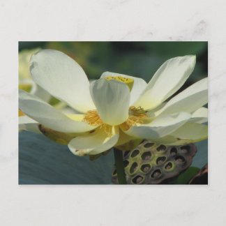 A Day at the Pond Series Postcard