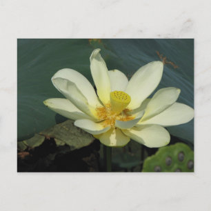 A Day at the Pond Series Postcard