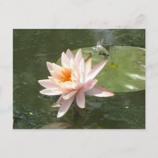 A Day at the Pond Series Postcard