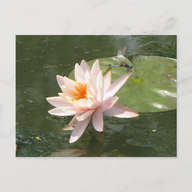 A Day at the Pond Series Postcard (Front)