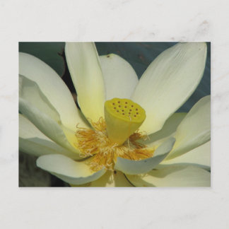 A Day at the Pond Series Postcard