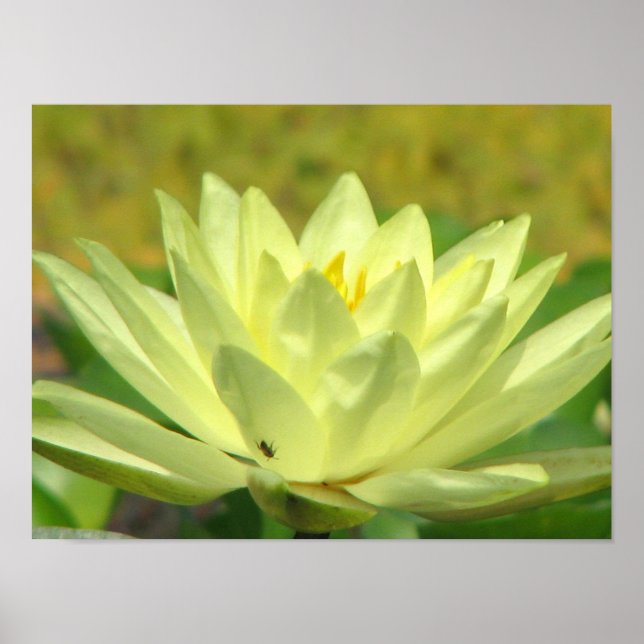 A Day at the Pond Series Poster (Front)