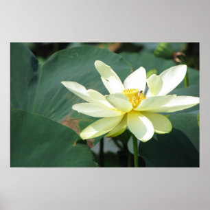 A Day at the Pond Series Poster