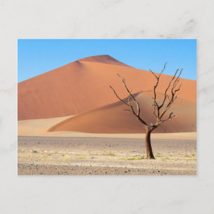 A dead tree on a desert plain with dunes postcard