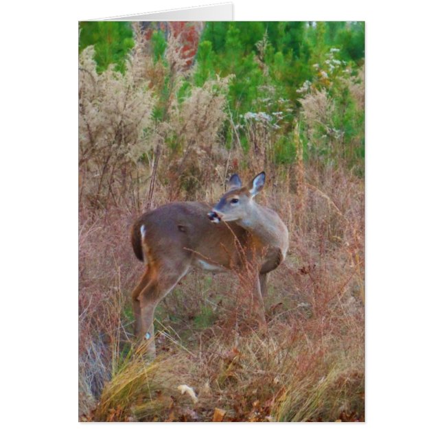 A Deer in the Tall Grass (Front)