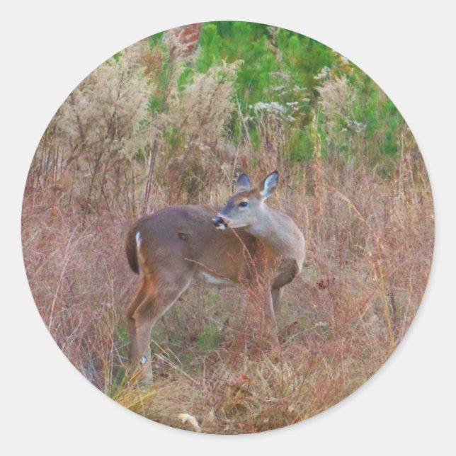 A Deer in the Tall Grass Classic Round Sticker (Front)