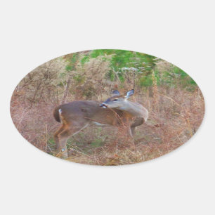 A Deer in the Tall Grass Oval Sticker