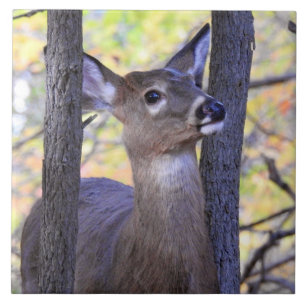 A Deer in the Woods Tile