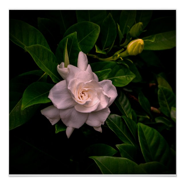 A delicate white flower blooms  poster (Front)