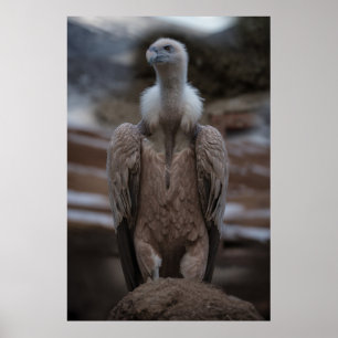 A Detailed Griffon Vulture Portrait Poster