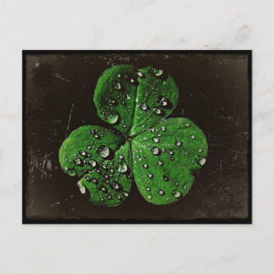 A Dew Covered Shamrock Postcard
