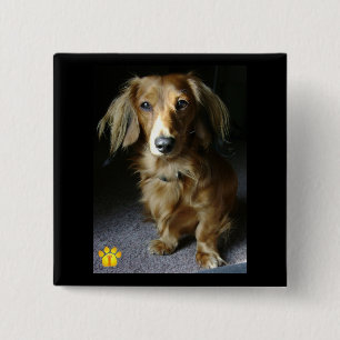 A Distinguished Dachshund Button