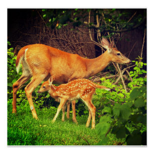 A doe and her fawn poster