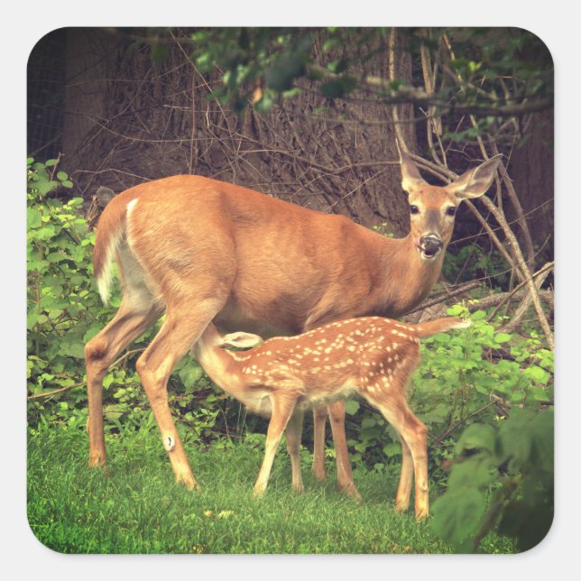 A doe and her fawn  square sticker (Front)
