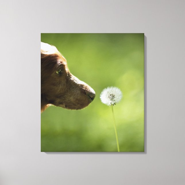 A dog and a dandelion. canvas print (Front)