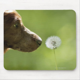 A dog and a dandelion. mouse mat