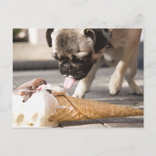 A dog eating an ice cream from a pavement postcard (Front)