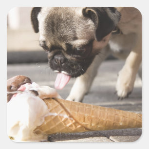 A dog eating an ice cream from a pavement square sticker