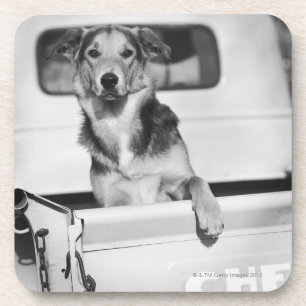 A dog in a car. coaster