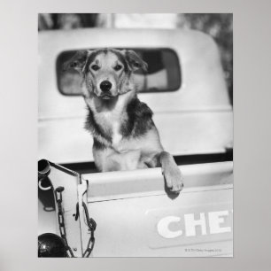 A dog in a car. poster