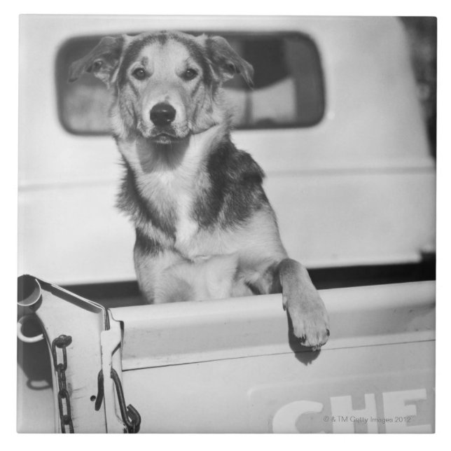 A dog in a car. tile (Front)