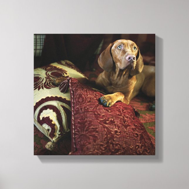 A dog lying on pillows. canvas print (Front)