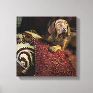 A dog lying on pillows. canvas print