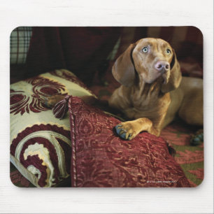 A dog lying on pillows. mouse mat