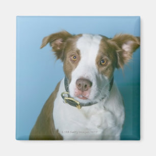 A dog magnet