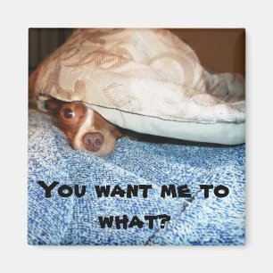 A dog named Mia Magnet