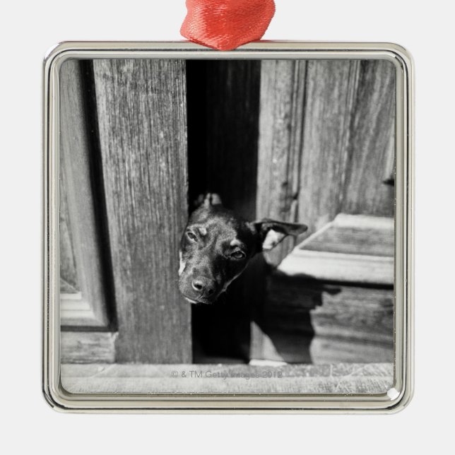A dog peeking out from a door, close-up. metal tree decoration (Front)