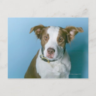 A dog postcard