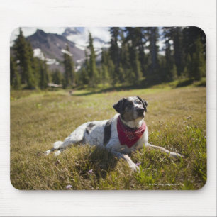 A dog rests after hiking to Jefferson Park in Mouse Mat