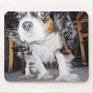 A dog sniffing close-up. mouse mat