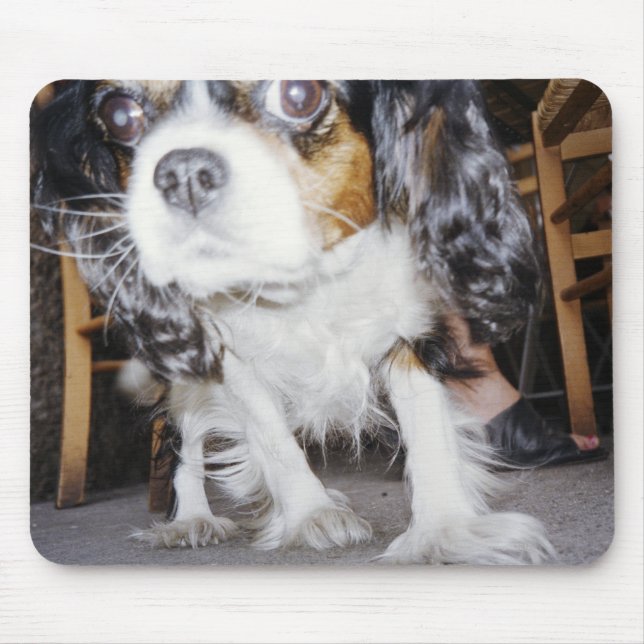 A dog sniffing close-up. mouse mat (Front)