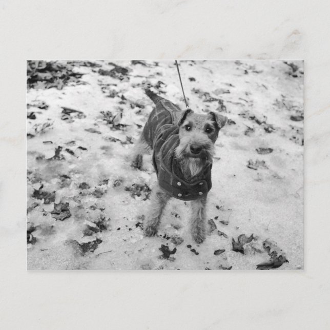 A dog wearing a jacket. postcard (Front)